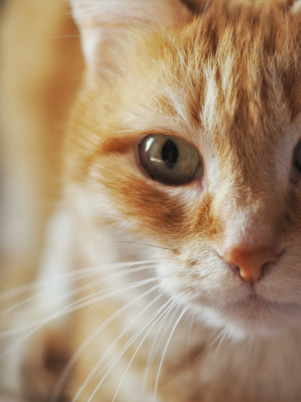 Gros plan sur un chat vif et curieux, stimulé par un jouet interactif. Une solution pour un chat actif, en bonne santé et sans stress.